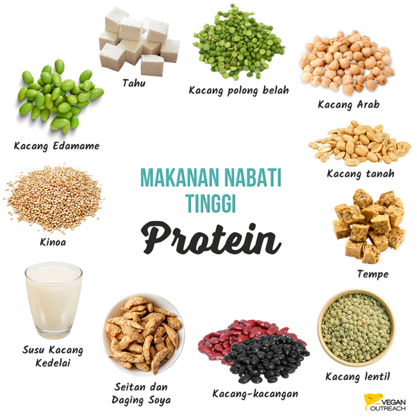 Makanan Nabati tinggi Protein: Edamame, Seitan dan Daging Soya, Kacang polong belah, Kacang tanah, Tahu, Tempe, Kacang Lentil, Kacang-Kacangan, Kacang Arab, Susu Kacang Kedelai, Kinoa