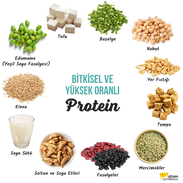 Bitkisel ve Yüksek Protein: Edamame, Seitan & Soya Etleri, Bezelye, Yer Fıstığı, Tofu, Tempe, Mercimekler, Fasulyeler, Nohut, Soya Sütü, Kinoa