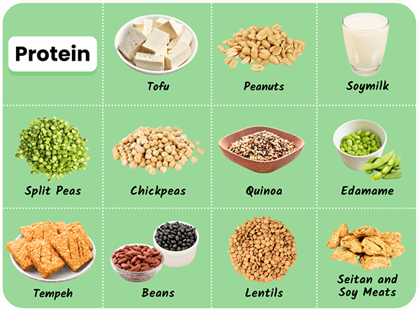 Plant foods high in protein: Edamame, Seitan & Soy Meats, Split Peas, Peanuts, Tofu, Tempeh, Lentils, Beans, Chickpeas, Soymilk, Quinoa