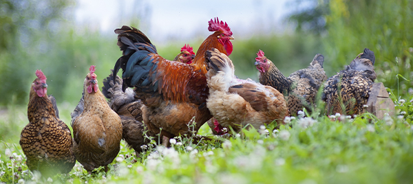 Happy chickens