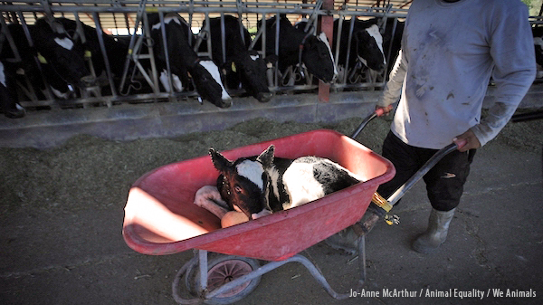 Calf in wheel barrow