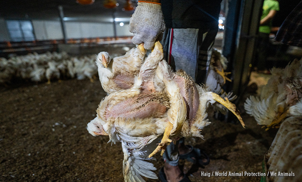 Cruel handling of chickens