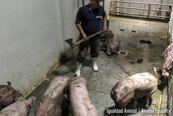 Nos tratan como animales