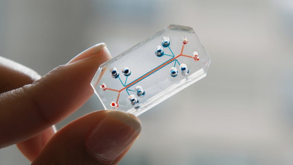 Organ On a Chip