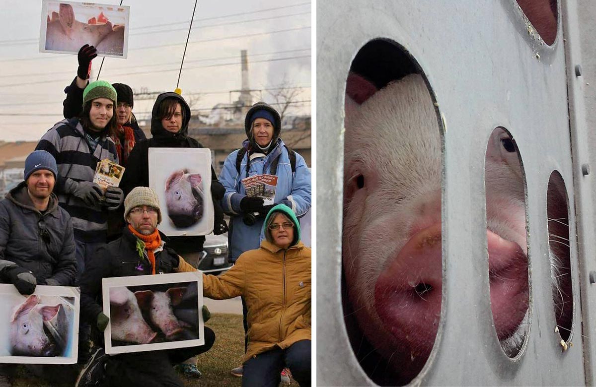 Kevin, John D, John S, Rachel, Alex, Anita, and pig at vigil