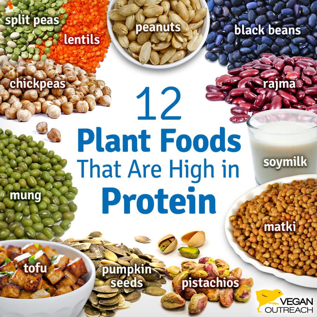 best protein supplement for vegetarians